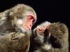Look Into My Eyes (Monkeys)