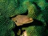 Moray Eel