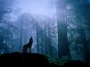 Warming Up for the Night's Howl, Gray Wolf