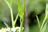 풀줄기에 위장하고 있는 길쭉한 거미 한마리 (Spider)