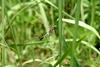 밀잠자리(반성숙 수컷) Orthetrum albistylum speciosum (Skimmer)