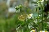 배추흰나비 Artogeia rapae (Common Cabbage White Butterfly)