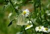 배추흰나비 Artogeia rapae (Common Cabbage White Butterfly)