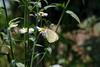 배추흰나비 Artogeia rapae (Common Cabbage White Butterfly)