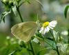 Artogeia rapae (Common Cabbage White Butterfly)