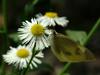 Artogeia rapae (Common Cabbage White Butterfly)