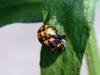 Ladybug's pupae