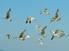 gulls