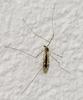 cranefly