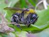 bee & ant