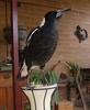 Magpie 1
