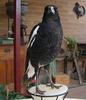Magpie 2