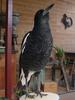 Magpie 3