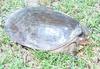 Turtle in Southern Florida