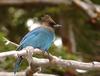 Baby Blue Jay