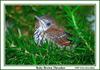 Baby Brown Thrasher