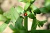 칠성무당벌레 Coccinella septempunctata (Seven-spot Ladybird)