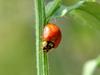 Spotless Ladybird