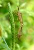 Cletus punctiger (Squash bugs, mating)