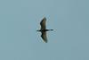 중대백로의 비상 Egretta alba modesta (Large Egret)