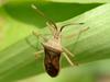 Cletus punctiger (Squash bug)