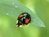 Chilocorus kuwanae (Red-spotted Black Lady Beetle)