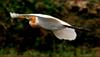 황로 | 황로 Bubulcus ibis (Cattle Egret)