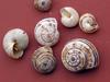 shells