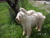 romanian shepherd dogs