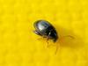 a very little beetle