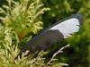 feather of Magpie