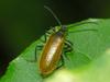 beetle