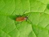 beetle