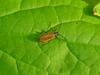 beetle