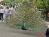 Show off time, SD zoo, taken by Tavan!