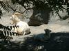 Dall ram and lamb