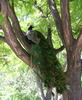 Peacock - blue peafowl (Pavo cristatus)