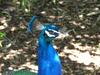 Peacock head - blue peafowl (Pavo cristatus)