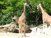 Giraffes with offspring