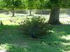 Peacock displaying for Hen