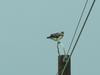 Swainsons Hawk