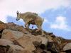 Rocky Mountain Goat