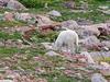 Rocky Mountain Goat