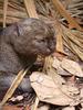 재규어런디(Jaguarundi/Herpailurus yaguarundi)