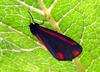 Cinnabar Moth