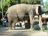 Two elephants