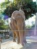 Two elephants