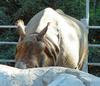 Rhino
