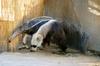 Giant Anteater / Myrmecophaga tridactyla