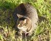 haggis on the lawn 1